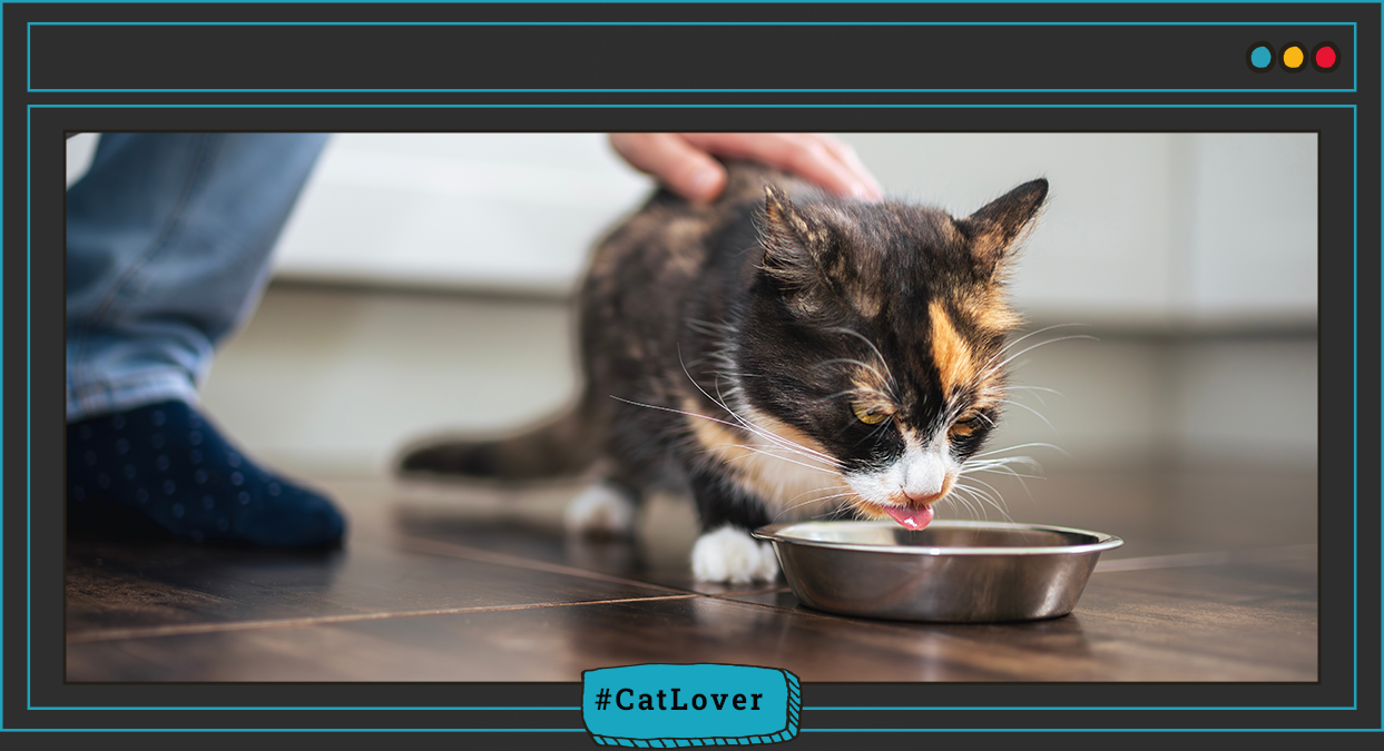 Nutriss gatos adultos